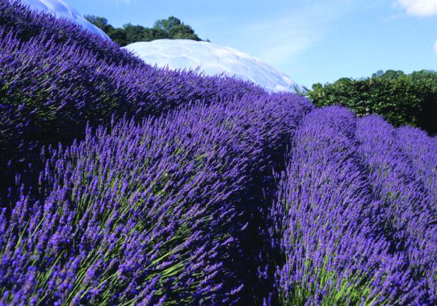 lavendel snoeien