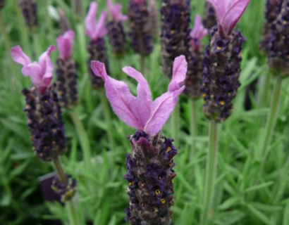 Lavandula stoechas ‘Anouk’ - kuiflavendel