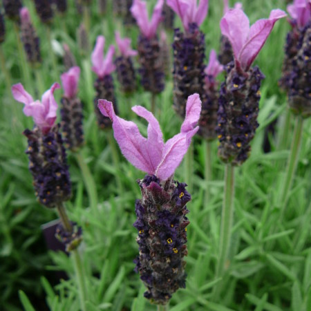 Lavandula stoechas ‘Anouk’ - kuiflavendel