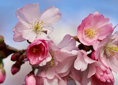 Prunus persica ‘Crimson Bonfire’ - dwergperzik