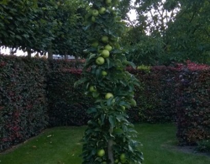 Malus domestica ‘Bolero’ Ballerina zuilboom