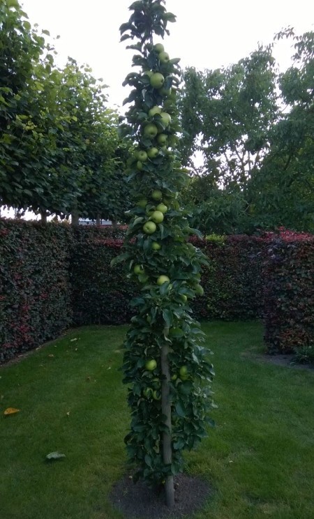 Malus domestica ‘Bolero’ Ballerina zuilboom - zuilvormige appelboom, Ballerina appelboom