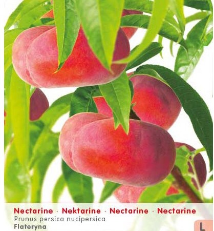 Prunus persica nuc. ‘Flateryna’ - platte nectarine