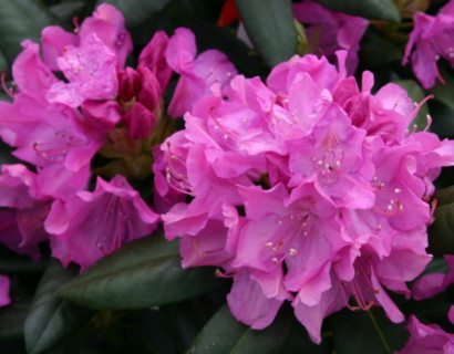 Rhododendron ‘Roseum Elegans’ - rhododendron