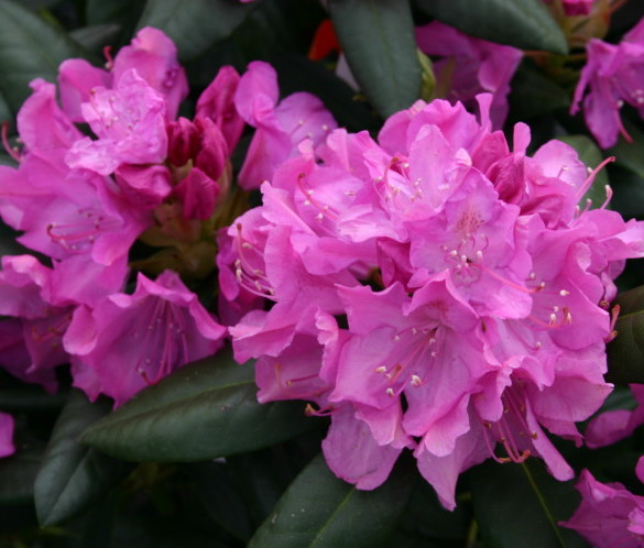Rhododendron ‘Roseum Elegans’ - rhododendron