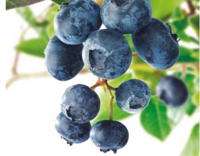 Vaccinium corymbosum ‘Sunshine Blue’ - Amerikaanse blauwe bes