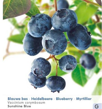 Vaccinium corymbosum ‘Sunshine Blue’ - Amerikaanse blauwe bes