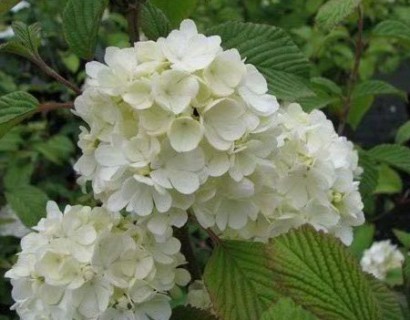 Viburnum plicatum ‘Newport’ op stam