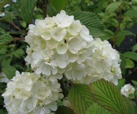 Viburnum plicatum ‘Newport’ op stam - Japanse sneeuwbal