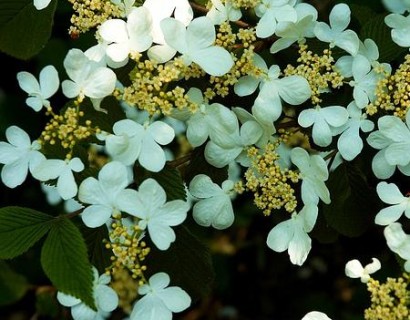 Viburnum plicatum ‘Tennessee’ op stam