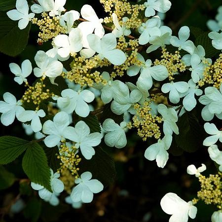 Viburnum plicatum ‘Tennessee’ op stam - Japanse sneeuwbal