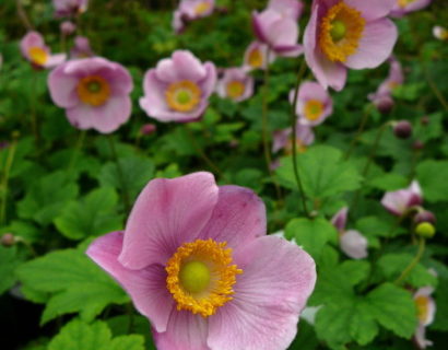 Anemone hupehensis ‘Splendens’ - herfstanemoon