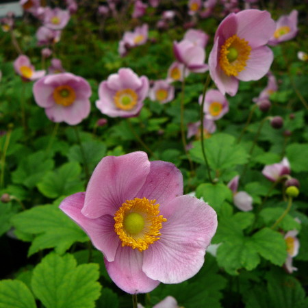 Anemone hupehensis ‘Splendens’ - herfstanemoon