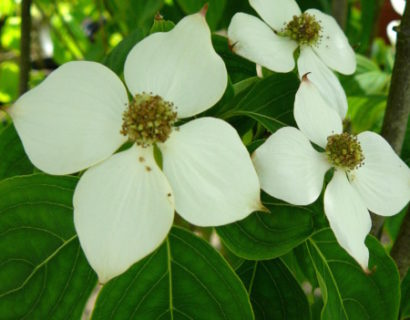 Cornus kousa ‘Schmetterling’