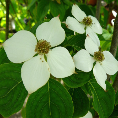 Cornus kousa ‘Schmetterling’ - kornoelje