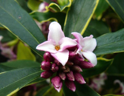 Daphne odora ‘Aureomarginata’ - Bontbladig peperboompje