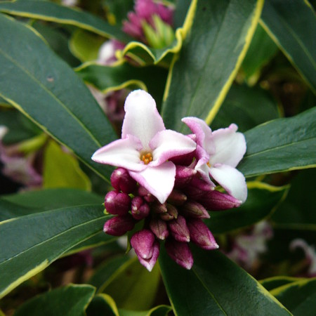 Daphne odora ‘Aureomarginata’ - Bontbladig peperboompje