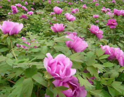 Paeonia suffruticosa (grote pot) - boompioen