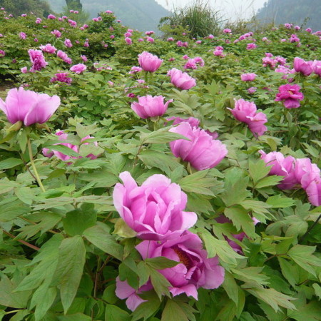 Paeonia suffruticosa (grote pot) - boompioen