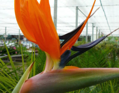 Strelitzia reginae - paradijsvogelbloem