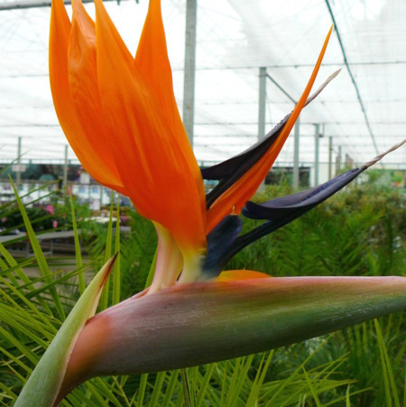 Strelitzia reginae - paradijsvogelbloem