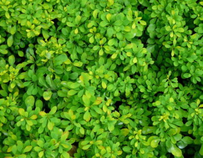 Berberis thunbergii ‘Tiny Gold’ - zuurbes