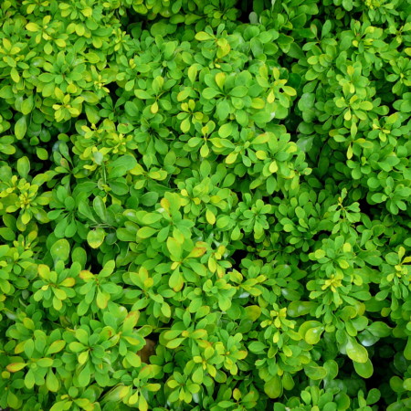 Berberis thunbergii ‘Tiny Gold’ - zuurbes