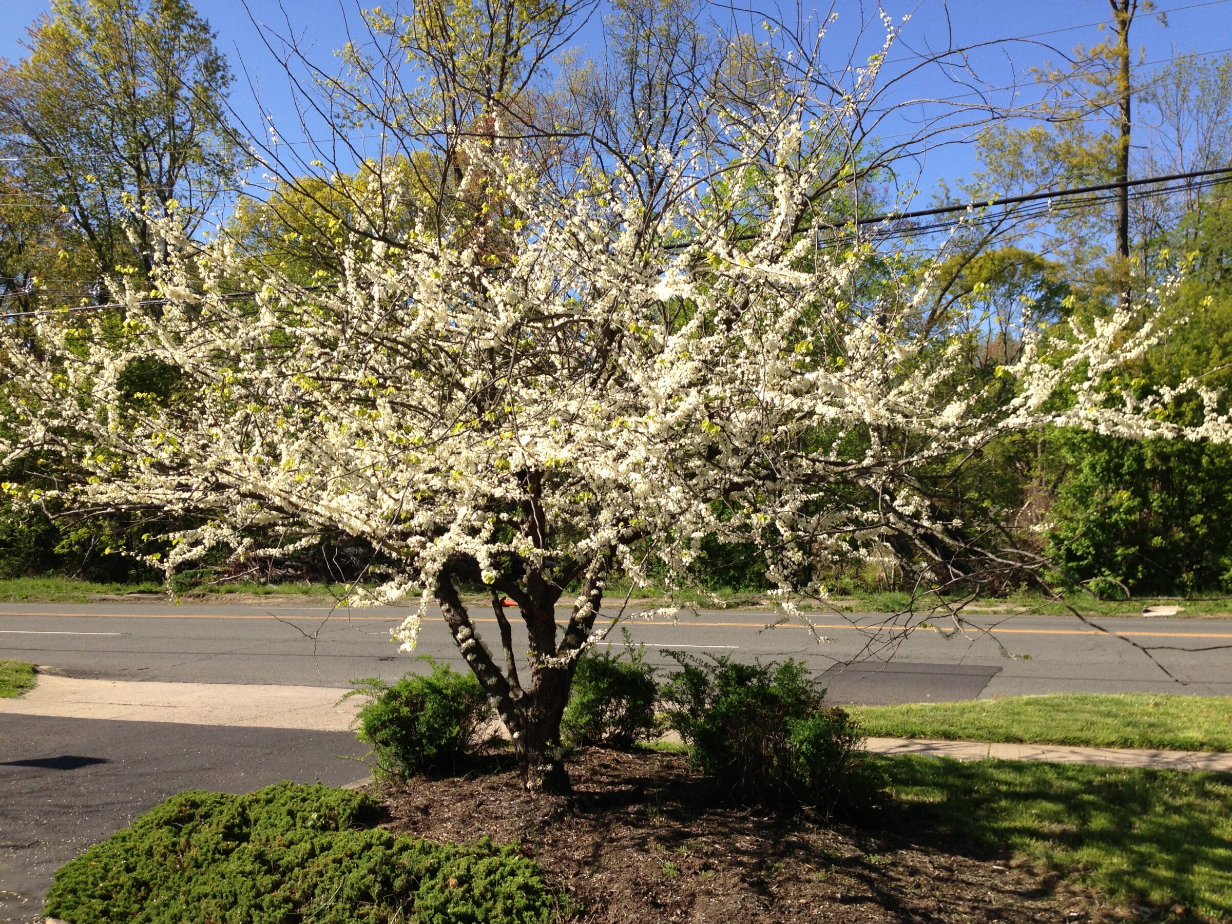 Cercis canadensis ‘Texas White’ - judasboom