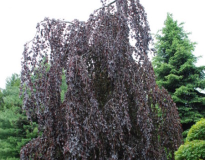 Fagus sylvatica ‘Purple Fountain’ - rode treurbeuk