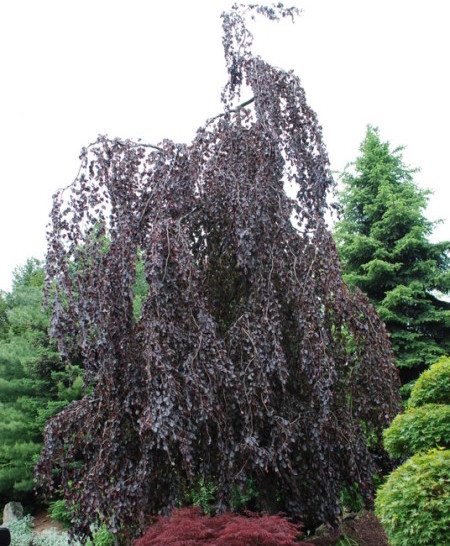 Fagus sylvatica ‘Purple Fountain’ - rode treurbeuk