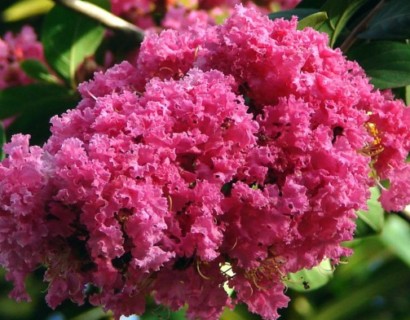 Lagerstroemia indica - Lagerstroemia