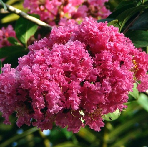 Lagerstroemia indica - Lagerstroemia