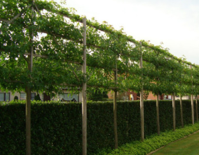 Liquidambar styraciflua ‘Worplesdon’ voorgeleid