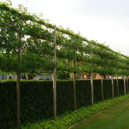 Liquidambar styraciflua ‘Worplesdon’ voorgeleid - lei-Liquidambar/amberboom leivorm