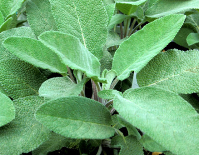 Salvia maxima - grootbladige salie