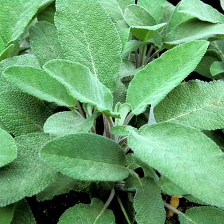 Salvia maxima - grootbladige salie