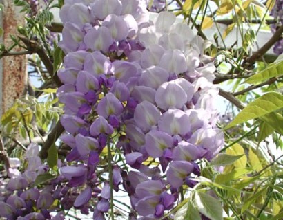 Wisteria floribunda ‘Issai’