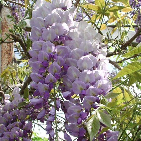 Wisteria floribunda ‘Issai’ - blauwe regen