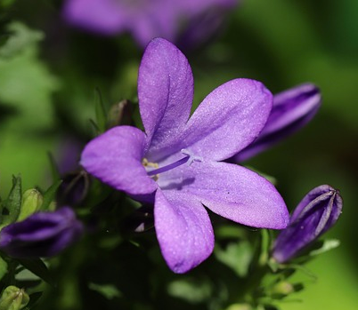 Campanula portenschlagiana ‘Catharina’ (grote pot) - klokjesbloem