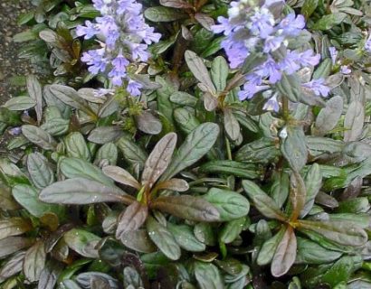 Ajuga reptans ‘Chocolate Chip’ pot 3 liter - zenegroen