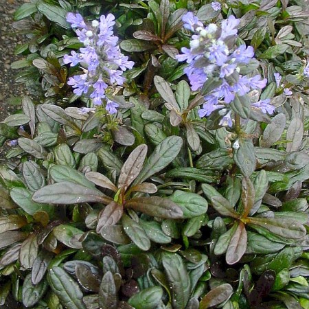 Ajuga reptans ‘Chocolate Chip’ pot 3 liter