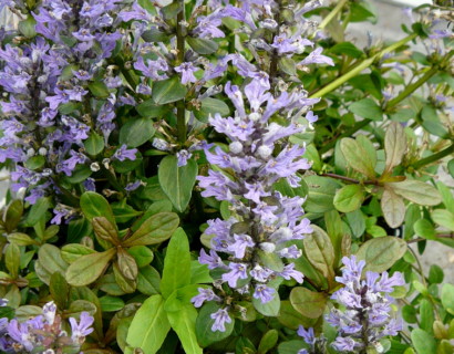 Ajuga reptans ‘Chocolate Chip’ (grote pot) - zenegroen