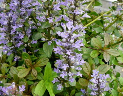 Ajuga reptans ‘Chocolate Chip’ (grote pot)