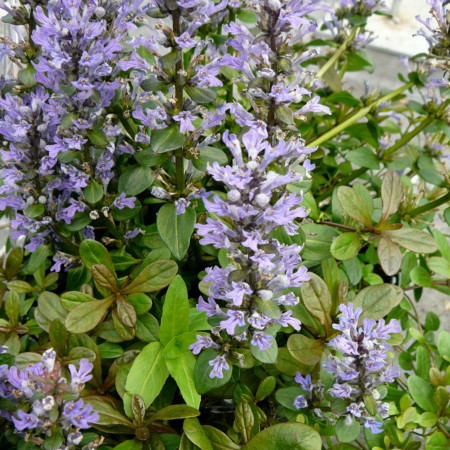 Ajuga reptans ‘Chocolate Chip’ (grote pot) - zenegroen