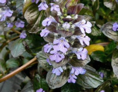 Ajuga reptans ‘Mahogany’ pot 3 liter - zenegroen