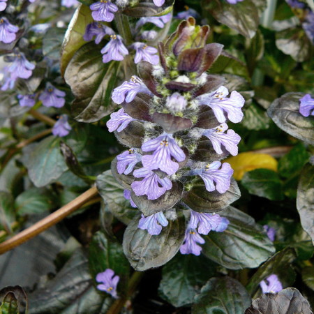 Ajuga reptans ‘Mahogany’ pot 3 liter