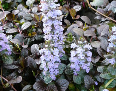 Ajuga reptans ‘Mahogany’ (grote pot) - zenegroen