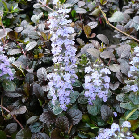 Ajuga reptans ‘Mahogany’ (grote pot) - zenegroen