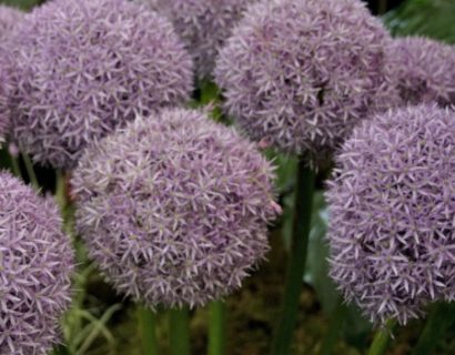 Allium ‘Globemaster’ (grote pot) - sierui