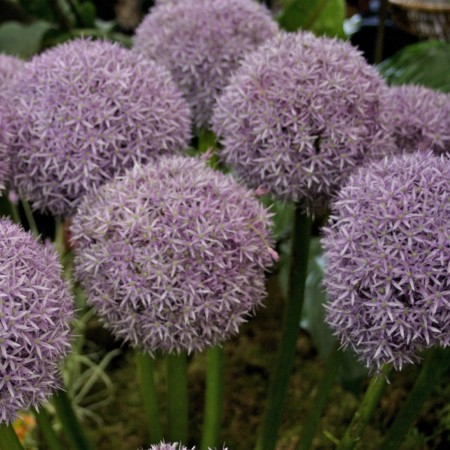 Allium ‘Globemaster’ (grote pot) - sierui